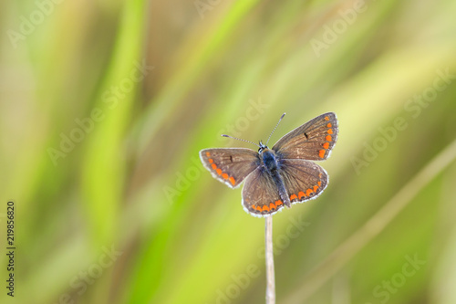Closeup of a brown argus butterfly, Aricia agestis rsting in a meadow
