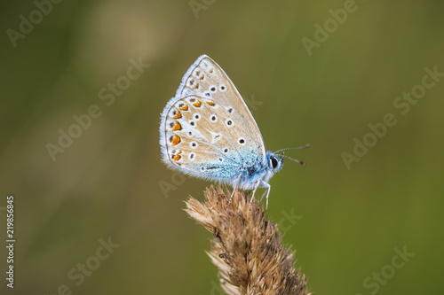 Wallpaper Mural Common Blue butterfly, Polyommatus icarus resting in a field Torontodigital.ca