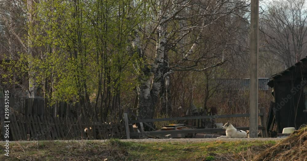 May, 2018 - Krasny Yar, Primorsky Krai - The remote village of the small and indigenous peoples of the North Udege Red Yar. Traditional way of life. Authenticity. May, 2018 - Krasny Yar, Primorsky Krai - The remote village of the small and indigenous peoples of the North Udege Red Yar. Traditional way of life. Authenticity.