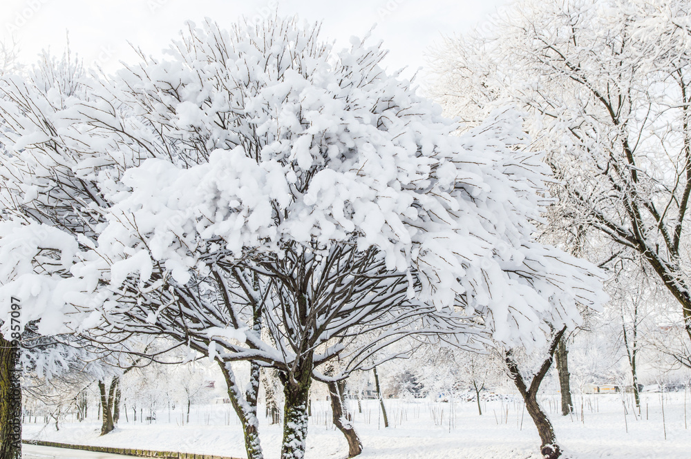 Fototapeta premium winter park, the luxurious tree covered with snow