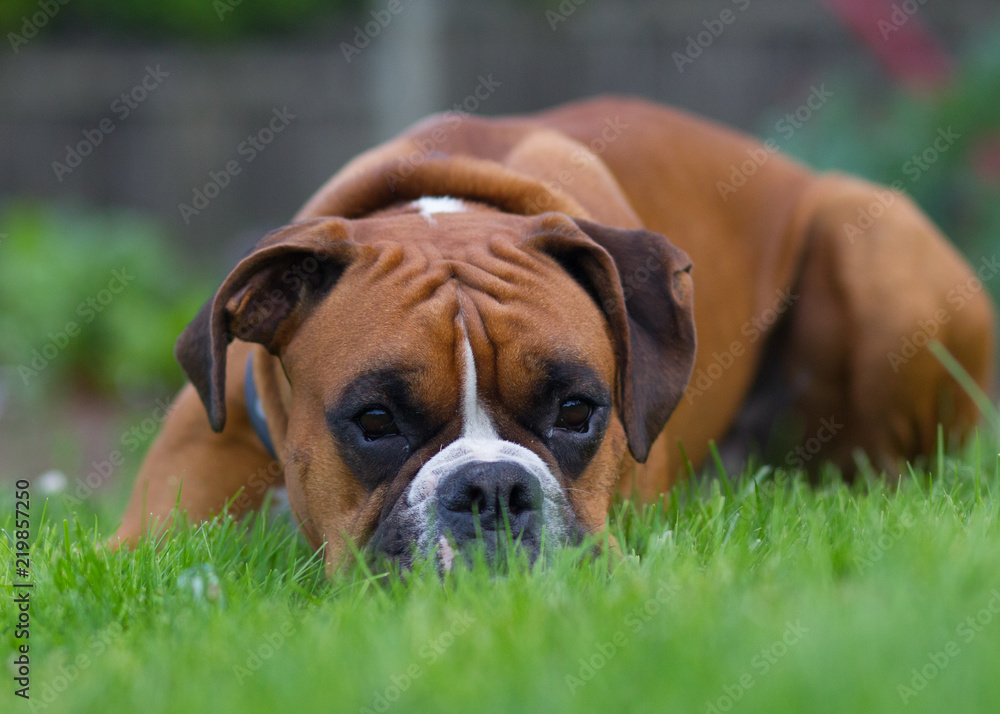 Boxer Puppy Boxer Puppy
