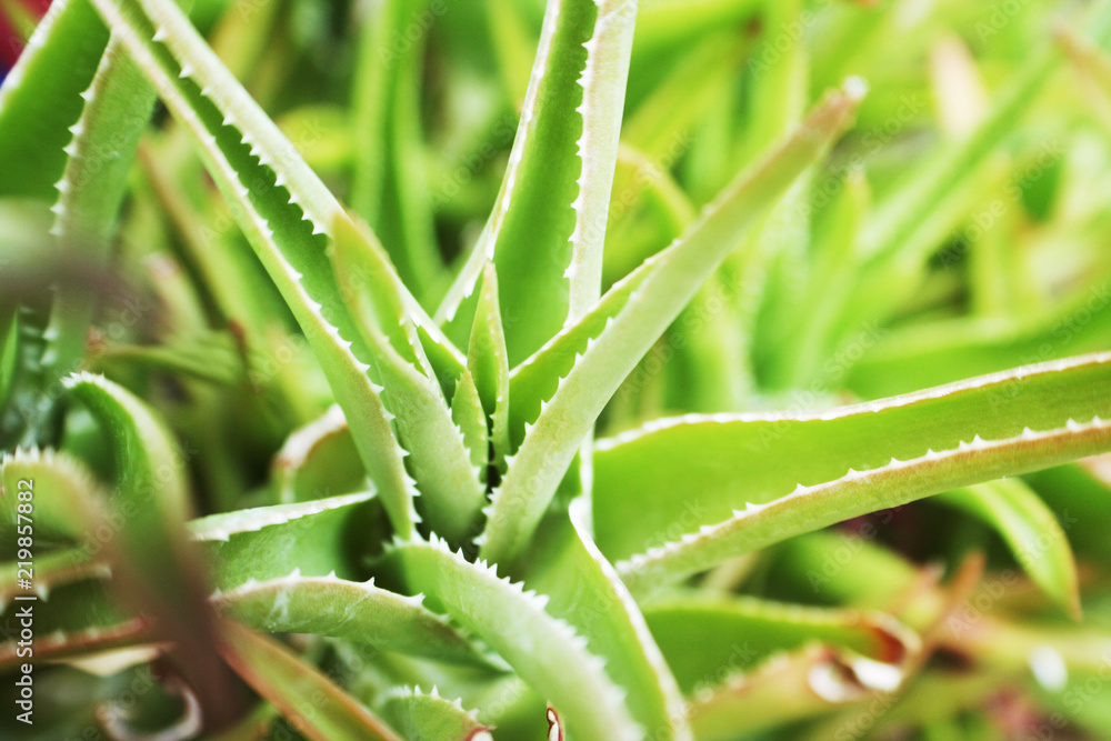 Aloe Vera Succulent Skincare Plant Close Up Aloe Vera Succulent Skincare Plant Close Up