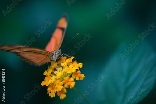 papillon seul orange et noir posé en couleur dans un jardin