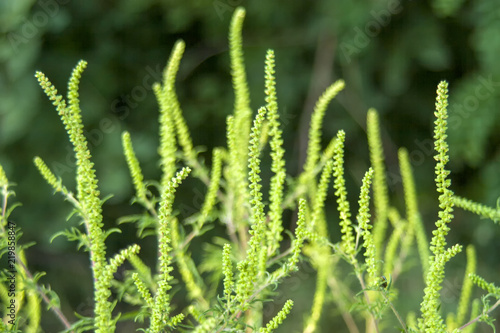 Blooming grass with bokeh background at spring on the field.