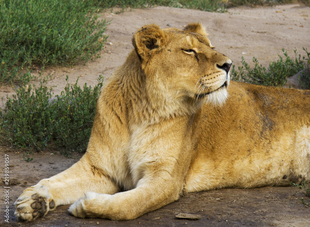 Lion lying on the grass, turning head up to the sun, eyes almost closed. Lioness, female. Lion lying on the grass, turning head up to the sun, eyes almost closed. Lioness, female.