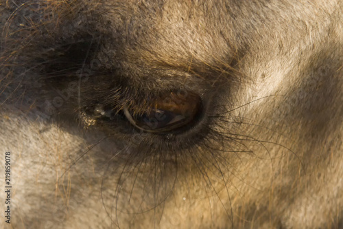 Eyes of camel. Close-up, macro photo. Used informally, camel or, more correctly, camelid refers to any of the seven members of the family Camelidae, the dromedary.