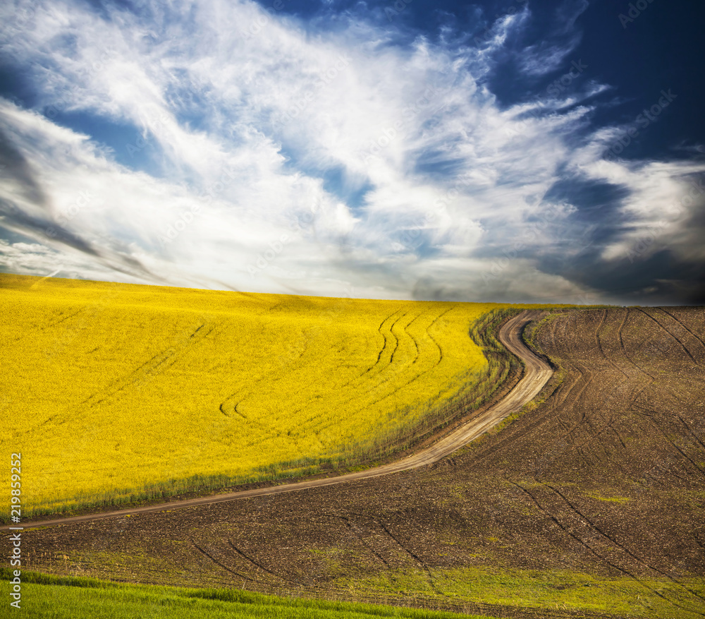 Obraz premium Curving road in rape field