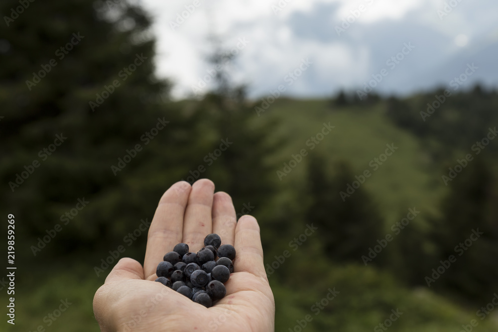 blueberries in the hand at the forest. blueberries in the hand at the forest.