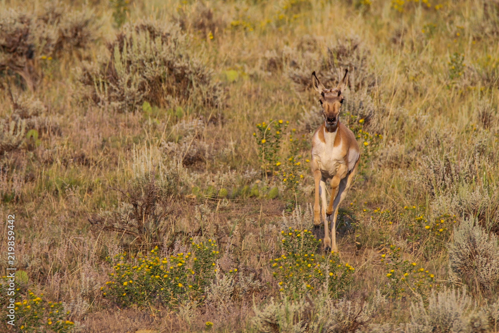 Antelope Running Toward Me Antelope Running Toward Me
