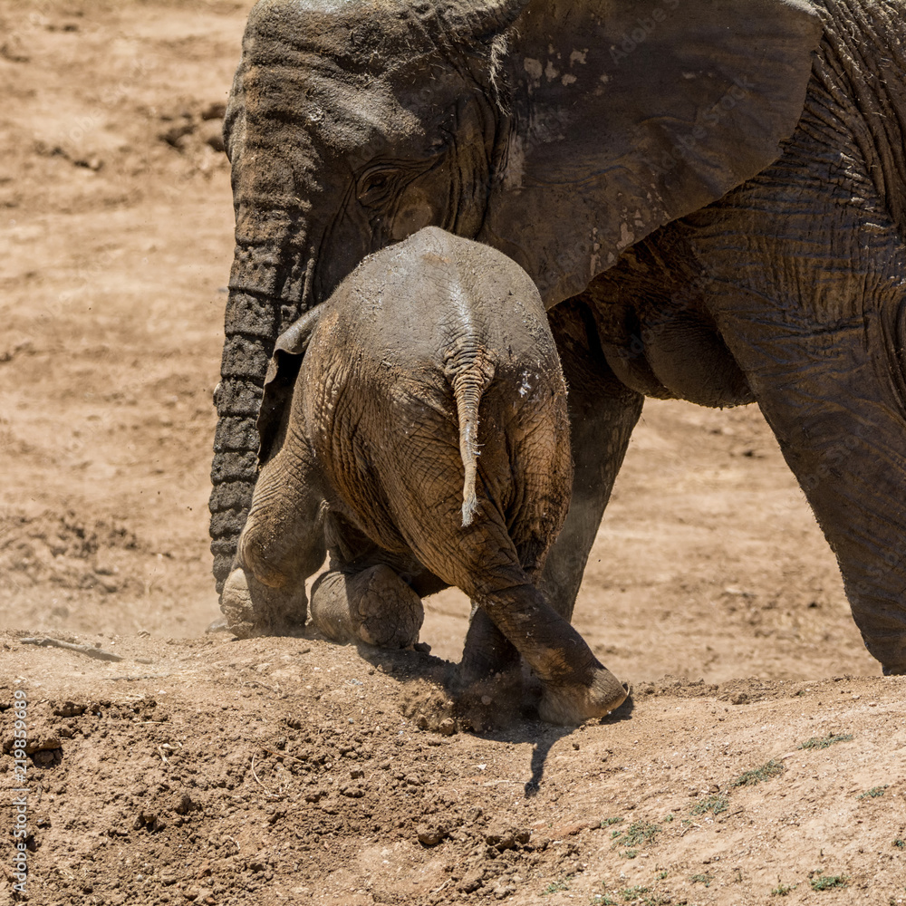 Fototapeta premium Baby Elephant