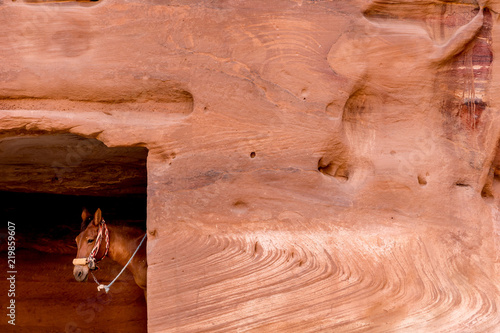 a donkey looking from carved door of ancient Nabataean homes in the desert Petra Valley, Jordan