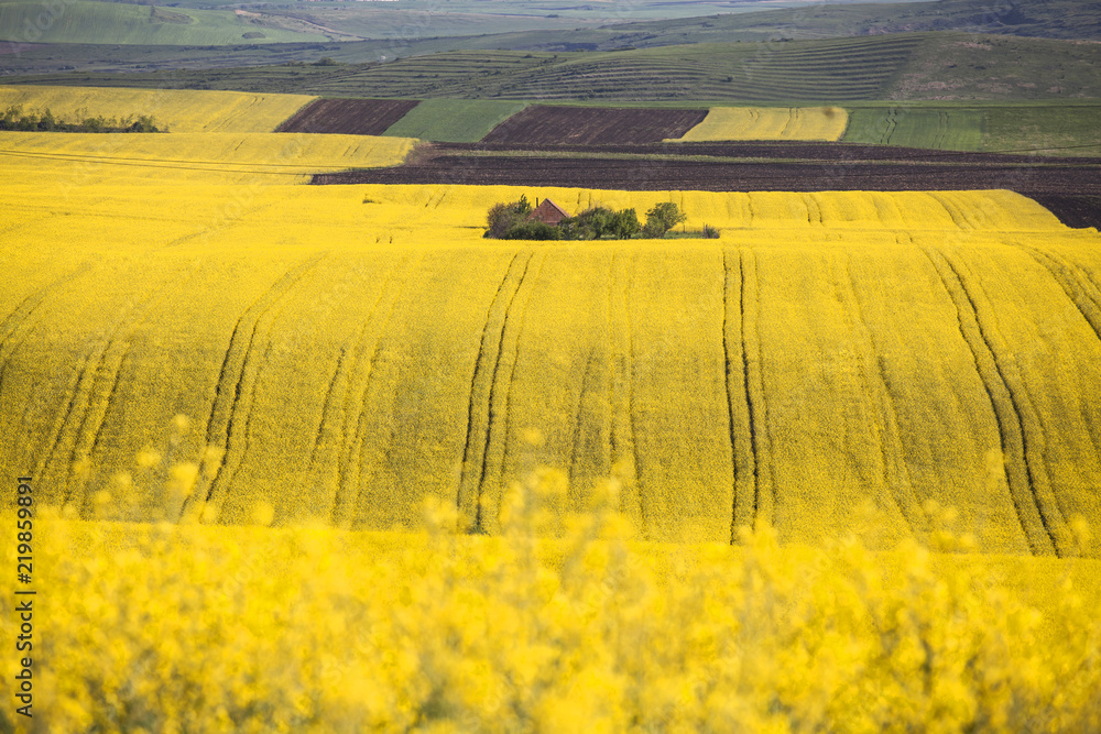 Fototapeta premium Small house in rape field