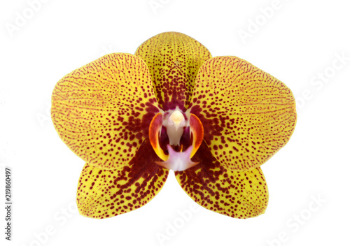 yellow orchid in pink speck of close-up isolated on white background © alex2016