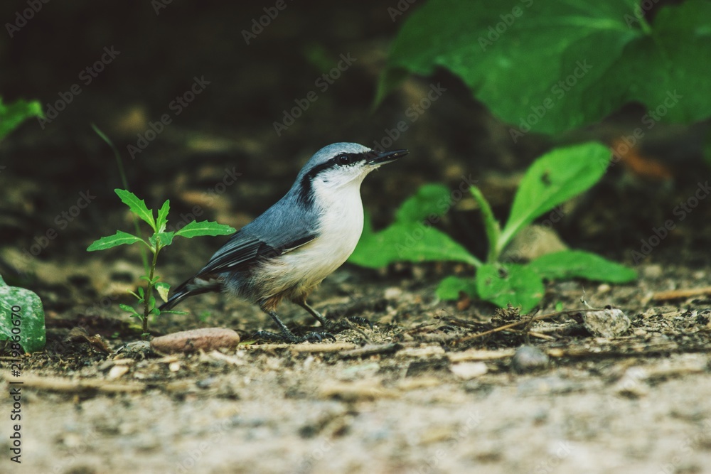 Obraz premium bird, nature, wildlife, animal, wild, blue, branch, tree, birds, beak, wagtail, green, songbird, beautiful, nuthatch, white, feather, great tit, colorful, yellow, parus, great, forest, feathers, perch