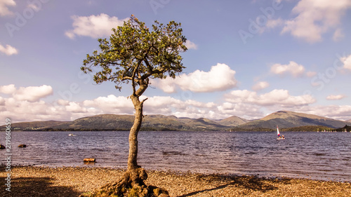 Picturesque scene of a lone tree on a pebble beach beside a lake surrounded by hills and woodland. photo