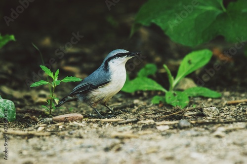 bird, nature, wildlife, animal, wild, blue, branch, tree, birds, beak, wagtail, green, songbird, beautiful, nuthatch, white, feather, great tit, colorful, yellow, parus, great, forest, feathers, perch