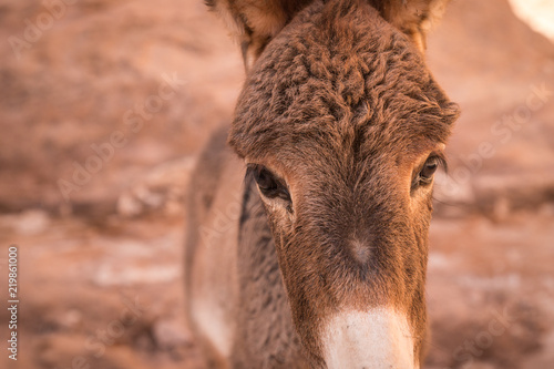 Donkey in town of Petra, Jordan