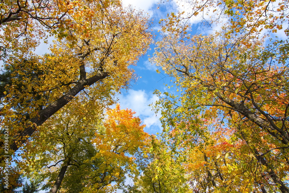 Golden Fall in Catherine park, Tsarskoe Selo (Pushkin), Saint Petersburg, Russia