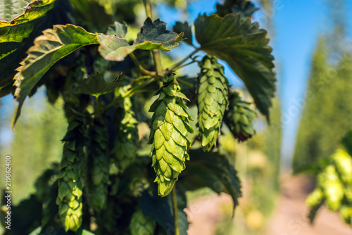 Fresh green hops in a field. Close-up.