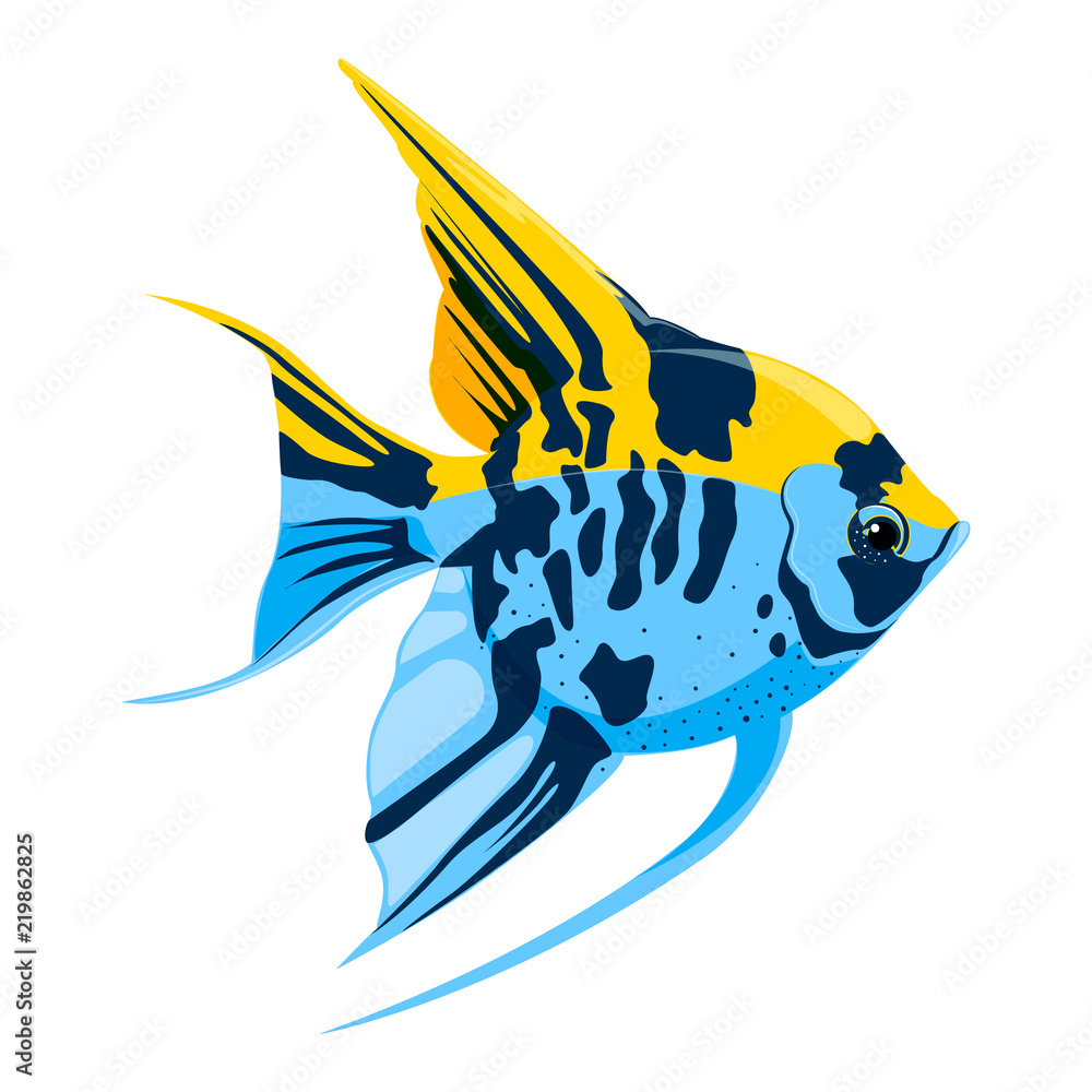 Exotic angelfish sales