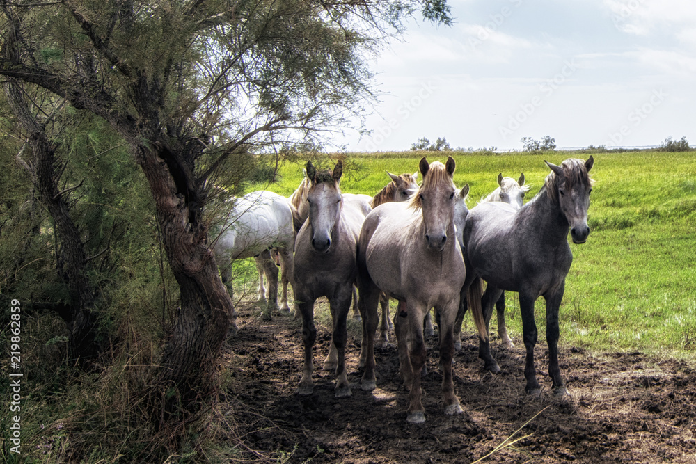 Fototapeta premium les chevaux