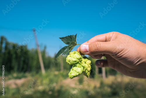 Schilderij op canvas Fresh green hops in hand on a blue sky background. Close-up.
