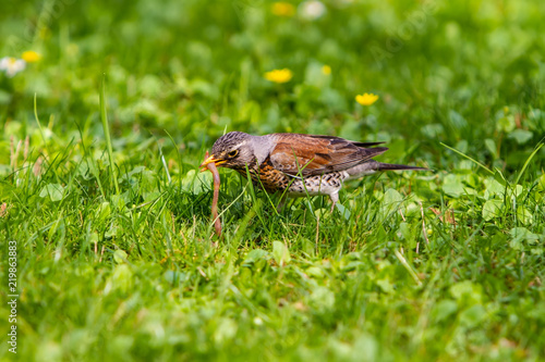 the thrush pulled the earthworm out of the ground and holds it in its beak. © vkaganovich