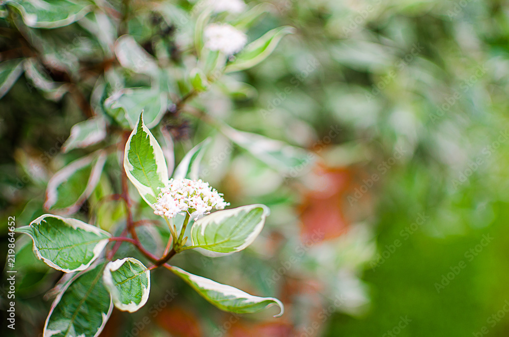 Obraz premium Young green leaves close-up outdoor spring
