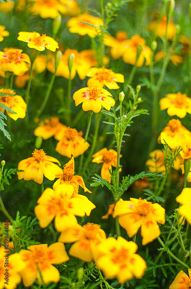 Orange juice flowers grow in the fresh air