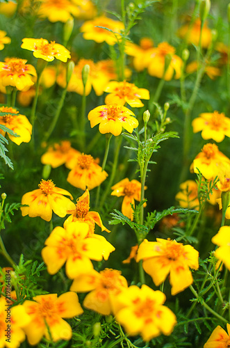 Orange juice flowers grow in the fresh air © galyna0404