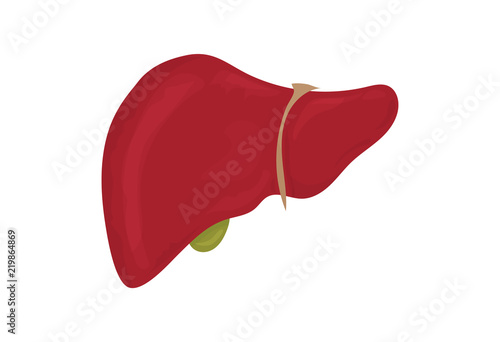 Vector illustration: red liver organ isolated. Open Liver as accessory digestive gland icon.