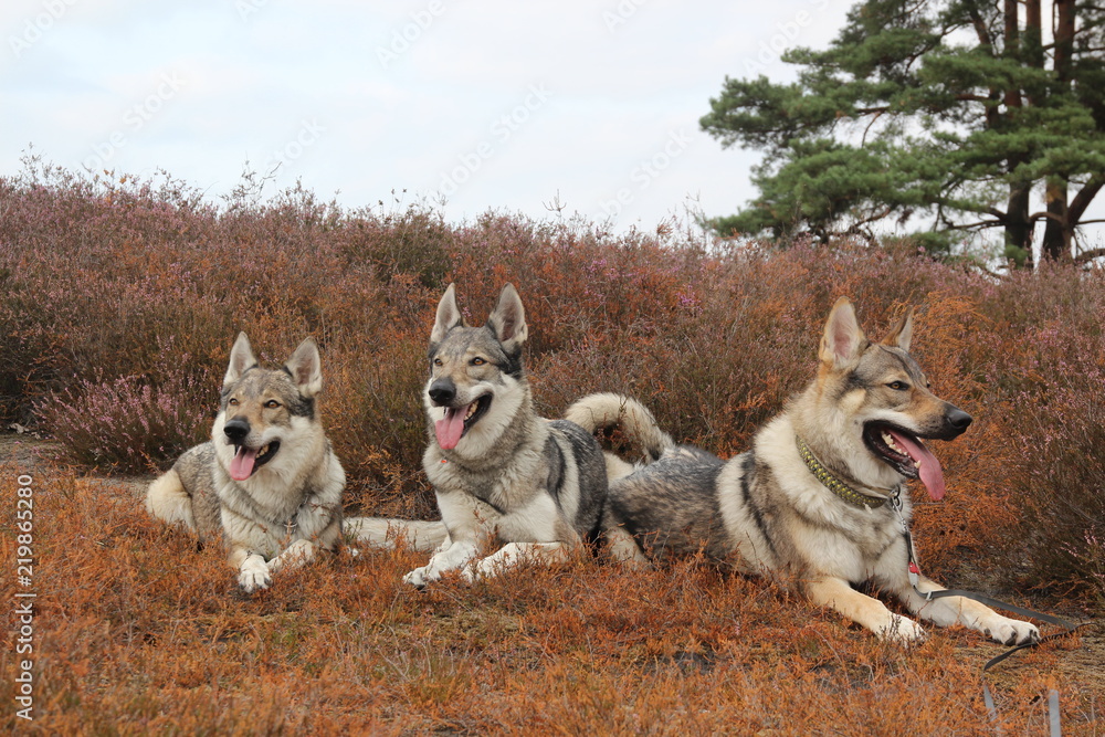 Obraz premium Wolfdogs