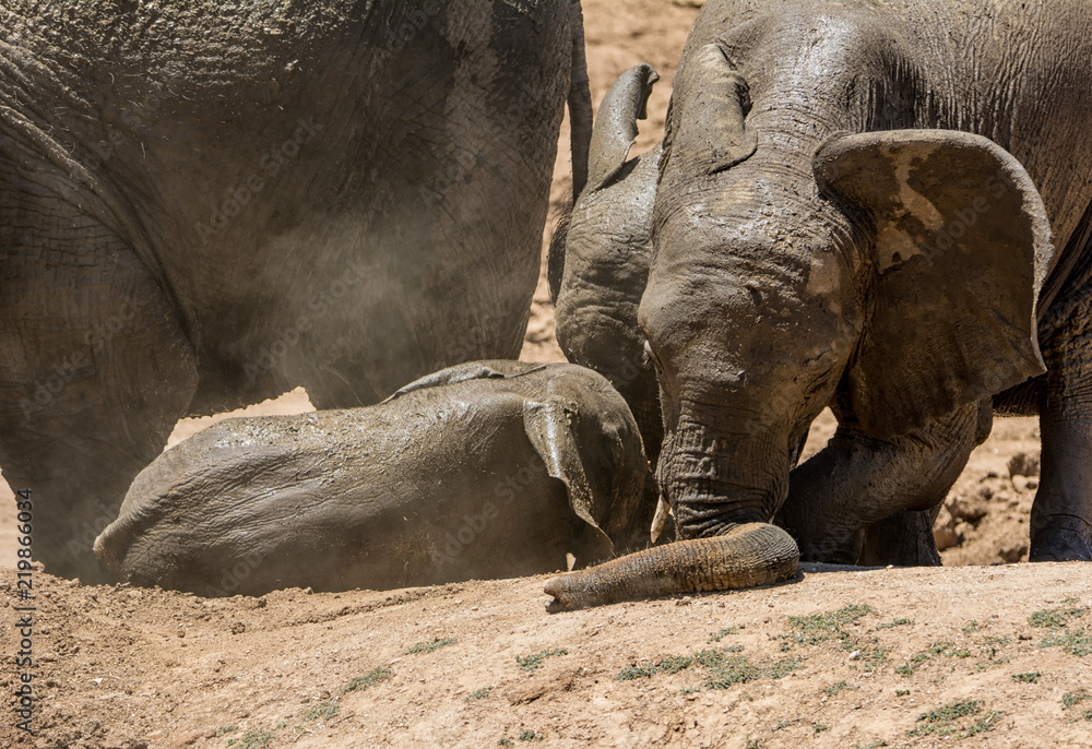 Obraz premium Baby Elephant