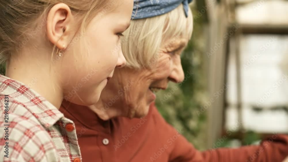 PAN with close up of happy senior woman with grey hair spraying fertilizer on plants in garden and chatting with cute little granddaughter PAN with close up of happy senior woman with grey hair spraying fertilizer on plants in garden and chatting with cute little granddaughter