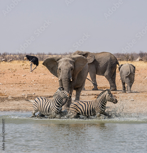 Elephant Chasing Zebra