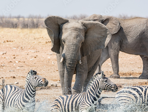 Elephant Chasing Zebra