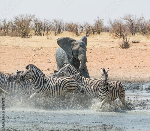 Elephant Chasing Zebra