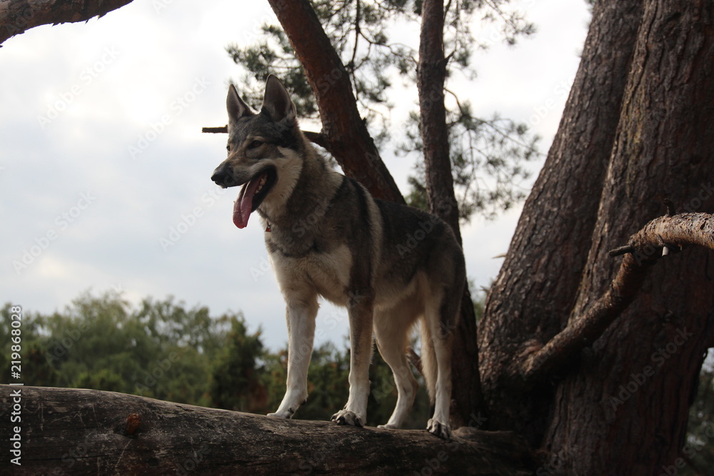 Obraz premium Wolfdog