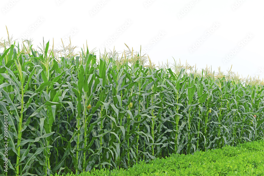 Obraz premium Growing corn in the open field