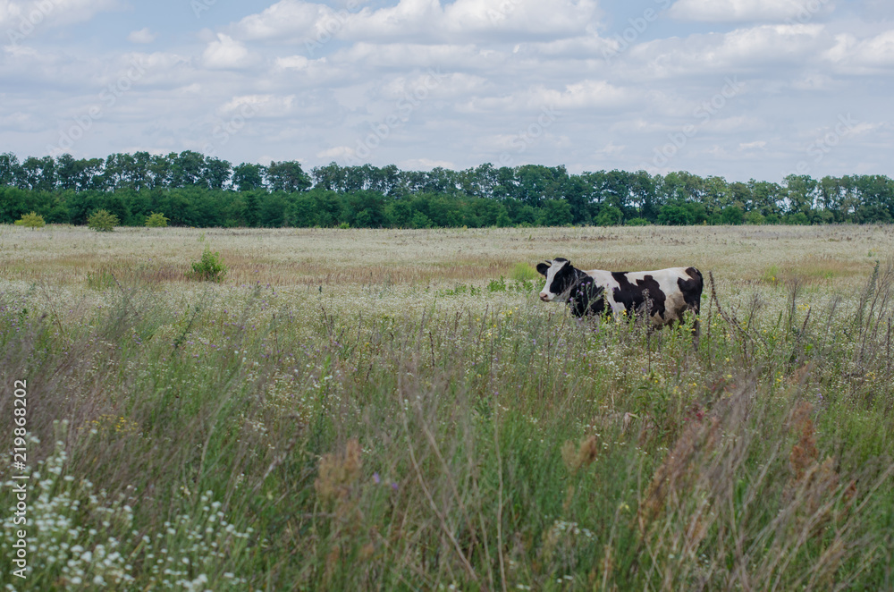 Cow in meadow grass and flowers in summer Cow in meadow grass and flowers in summer
