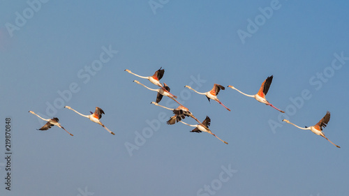 The group of Flamingos flying in the blue sky