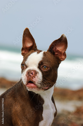 Fototapeta Naklejka Na Ścianę i Meble -  Boston Terrier dog outdoor portrait at beach