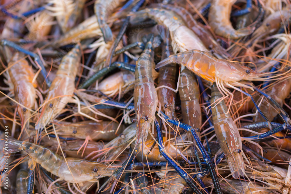 Close up white shrimp in market