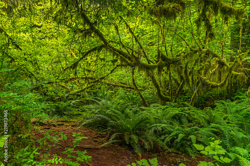 Hoh Rainforest