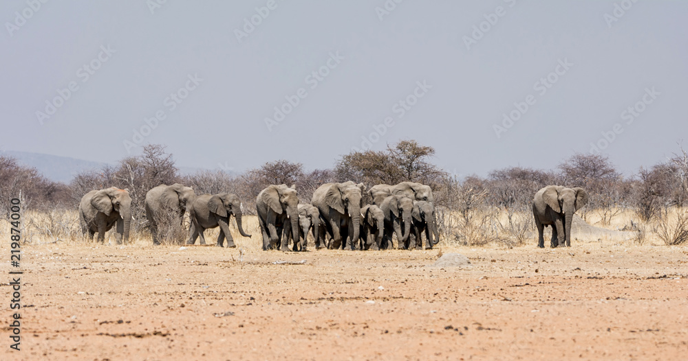 Obraz premium Elephant Family