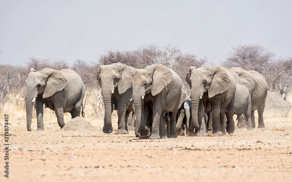 Fototapeta premium Elephant Family