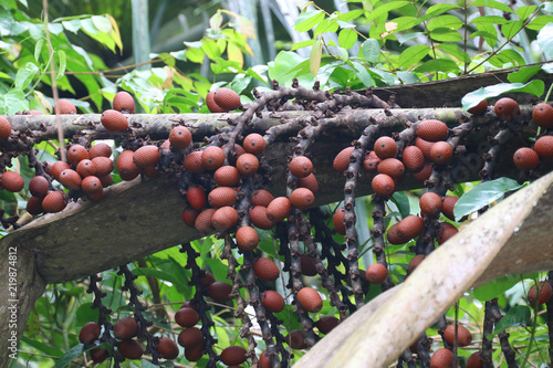 Aguaje, frutos de la palma en la Reserva Allpahuayo Mishana. photo