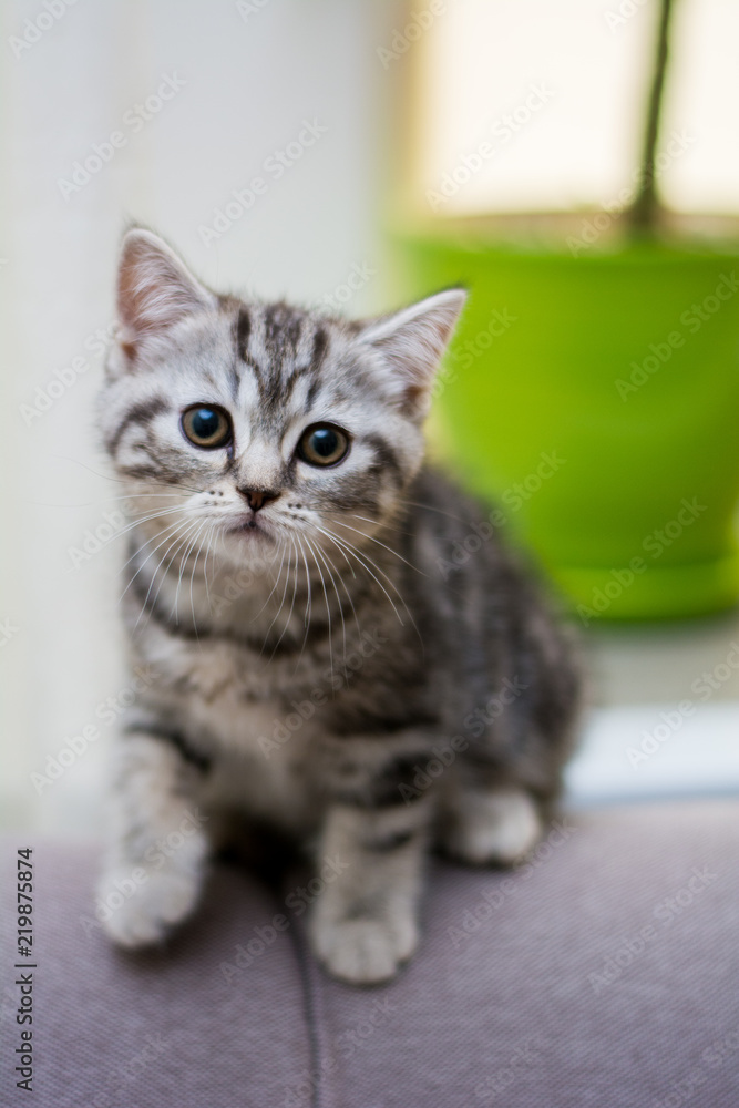 kitten cat scottish straight, lop-eared fluffy, animal