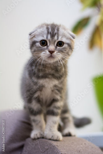 kitten cat scottish straight, lop-eared fluffy, animal