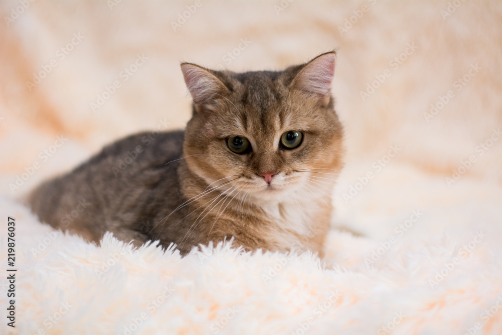 kitten cat scottish straight, lop-eared fluffy, animal